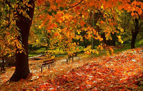 Autumn Leaves Wallpapers Photos | Eazy Wallpapers