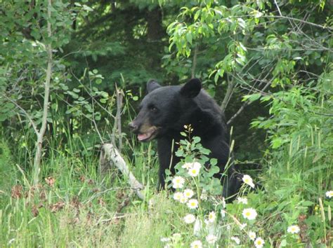 Ontario Wildlife Photos