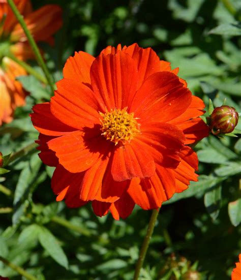 Dwarf Red Sulphur Cosmos (Cosmos sulphureus) | Applewood Seed Co.