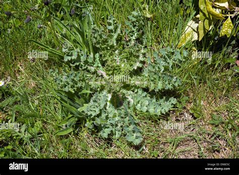 Rosette of prickly leaves hi-res stock photography and images - Alamy