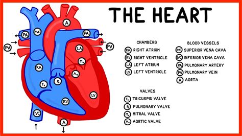 The Heart and Circulatory System Structure and Function - YouTube