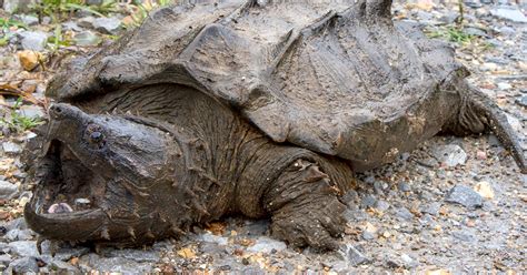 Alligator snapping turtle found wild in Illinois — first in 30 years