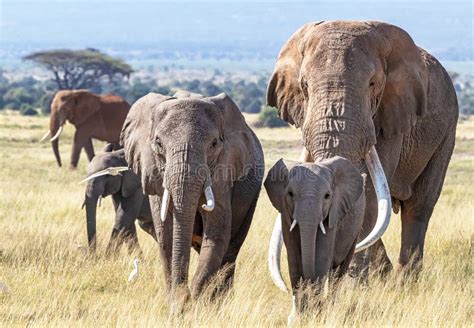 Super Tusker Elephant with Family Group in Amboseli National Park ...