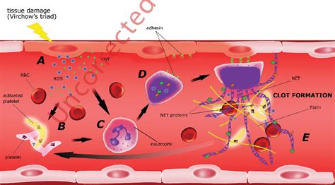 [PDF] Neutrophil extracellular traps (NETs) - formation and implications. | Semantic Scholar