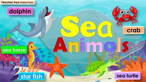 Sea Animals | Learn the different sea animals | Video of sea animals ...