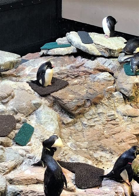 A day in the life: Taking care of penguins at the New England Aquarium – Julia Maruca