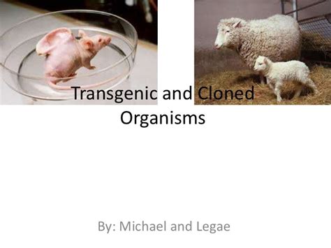 😊 Animal cloning examples. Free animal cloning Essays and Papers. 2019-01-17