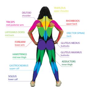 Fitness: My Muscles | Center for Young Women's Health