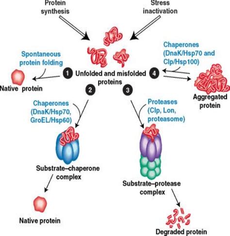 Chaperone-assisted protein folding (Creighton, 1990) | Download Scientific Diagram