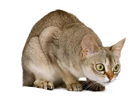 Crouching Singapura cat Pretty Cats, Beautiful Cats, Cute Cats, Pretty ...