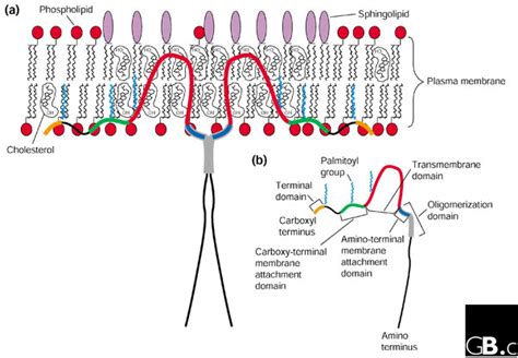 Caveolin-2-deficient mice show evidence of severe pulmonary dysfunction without disruption of ...