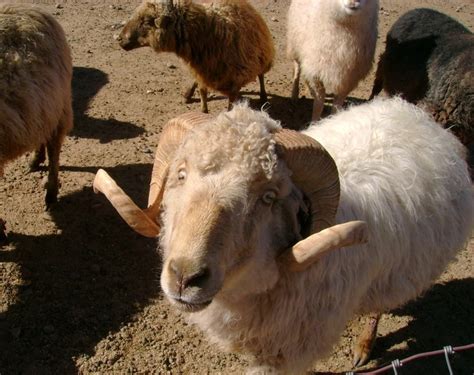 Raw Navajo-churro Sheep Wool Good for Craft Projects 6 - Etsy