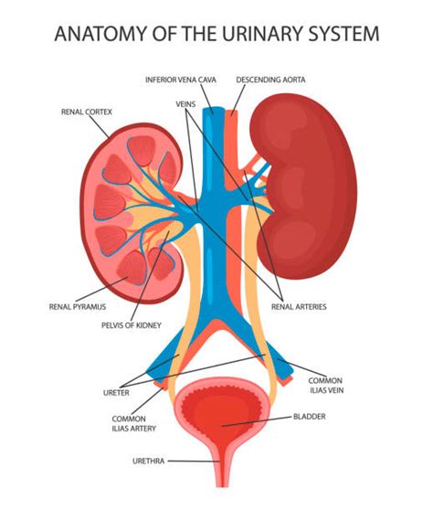 Male Urinary System Diagram