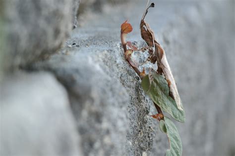 Meet the Ghost Mantis