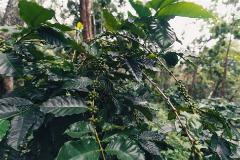 Arabica Coffee Plantation Under a Big Tree in Asia Stock Image - Image ...