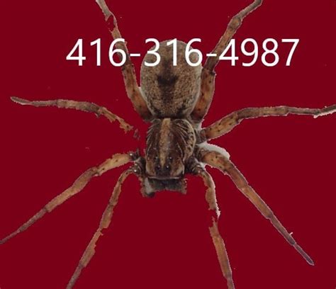 Spider exterminator - halton wild life- pest removal Oakville