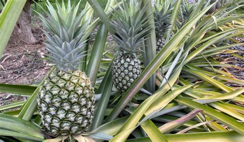 Pineapple Tree: Facts, uses, benefits, grow tips and care