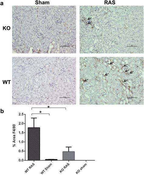 Macrophage influx, as assessed by F4/80 staining, is decreased in the ...