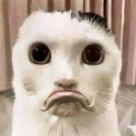 a close up of a cat with a weird look on it's face