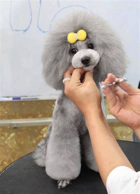 15 Poodles With Better Hairstyles Than You