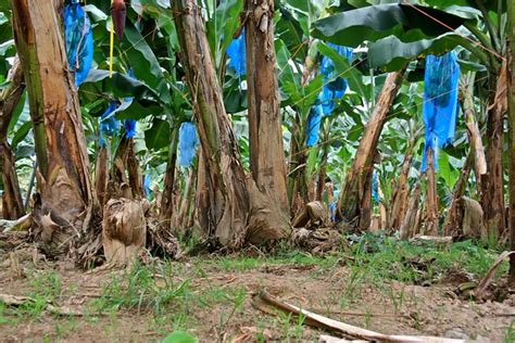 Banana Plantation 01 | Flickr - Photo Sharing!