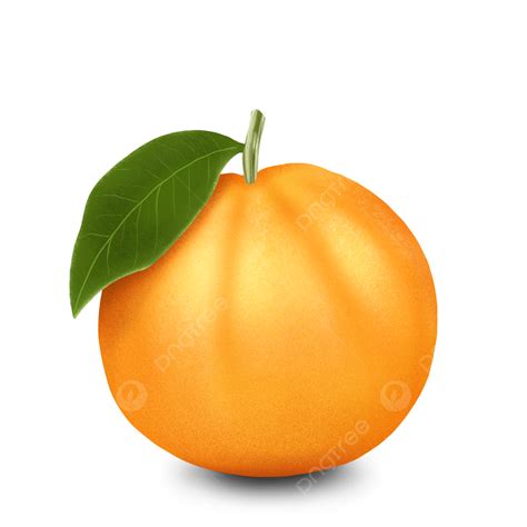 Dibujo A Mano Naranja Fruta Realista Diseño Desain Buah Jeruk PNG , Naranja, Jeruk, La Fruta ...