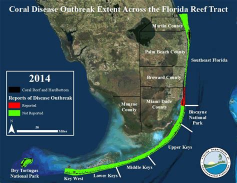 Disease | Florida Reef Tract Coral Disease Outbreak | Florida Keys National Marine Sanctuary