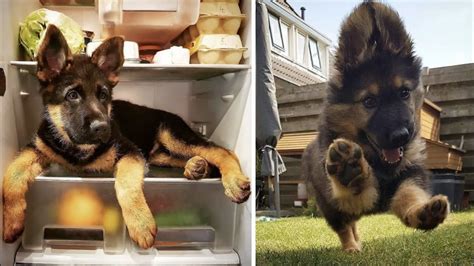 Funny and Cute German Shepherd Videos That Will Change Your Mood For ...