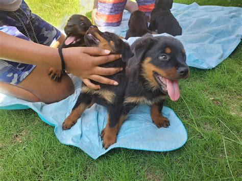 For Sale: Rottweiler Puppies Male - Harbour View