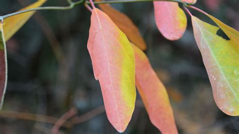 PHOTOS: Fall leaves in the North Carolina mountains - ABC11 Raleigh-Durham