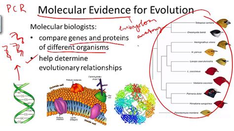 Evidence for Evolution | CK-12 Foundation