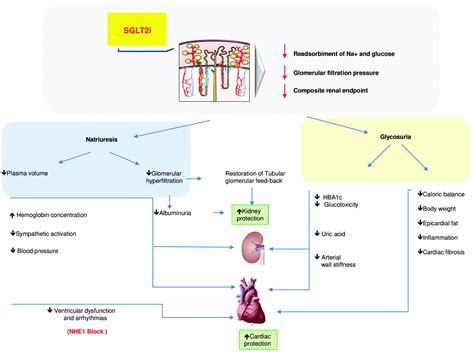 Cureus Sodium-Glucose Cotransporter (SGLT2) Inhibitors: