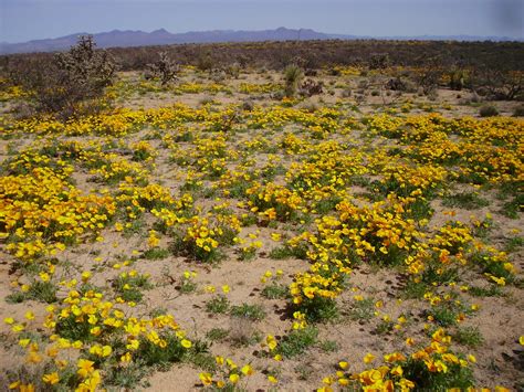 Life at 55 mph: Desert wildflowers in southern Arizona. They are everywhere you look. What a ...