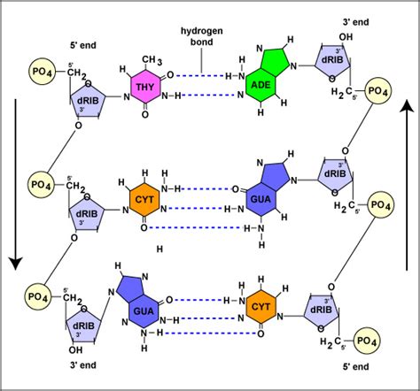 Structure of DNA