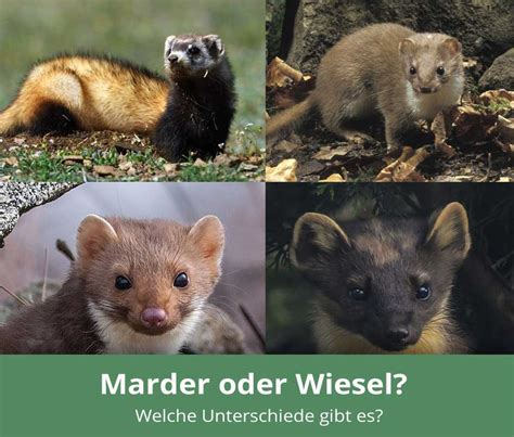 Marder und Wiesel » Wie unterscheiden sie sich?