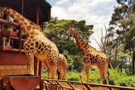 Giraffe Centre Nairobi - Fortune Tide Tours & Travel