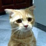 Sad Cat face Meme Generator - Imgflip