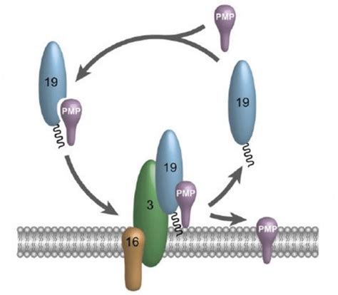 5 Peroxisomal membrane proteins import model. PEX19 recognizes membrane ...