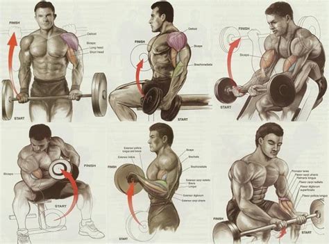 Exercises for Best Biceps Workout for Mass – all-bodybuilding.com