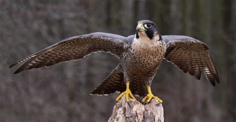 The 4 Types of Falcons That Call Wisconsin Home - A-Z Animals