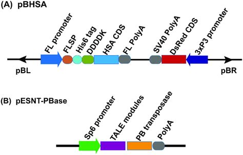 The structure of pBHSA and pESNT-PBase plasmids. (A). Schematic ...