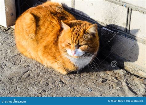 Big fat ginger cat stock photo. Image of alone, orange - 156014536