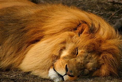 The Lion Sleeps Tonight Photograph by Cindy Haggerty | Fine Art America