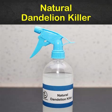 6 Simple Organic Ways to Kill Dandelions at Home