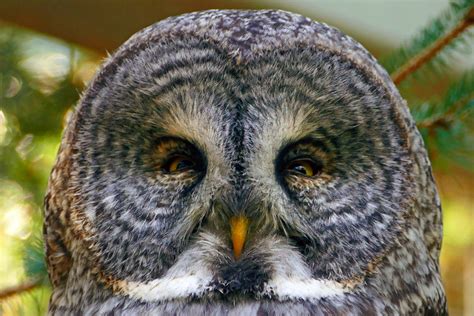 Great grey owl lifespan and facts