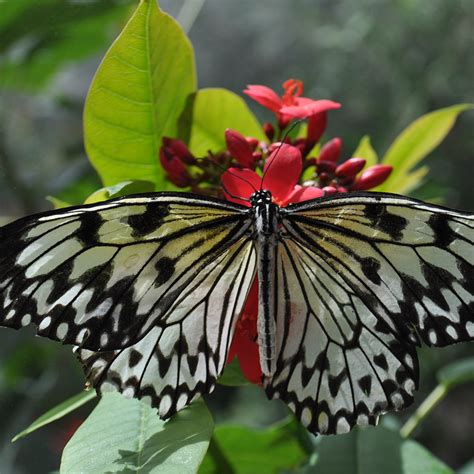 Attracting Butterflies to Your Garden - McCabe's Landscape Construction