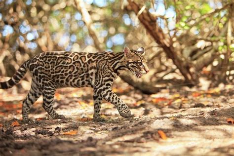 Roatan, Bay Islands, Honduras; Endangered Species Jaguar (Panthera Onca) In The Rehab Center ...