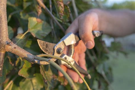 Weeping Cherry Tree Pruning - Gardenerdy