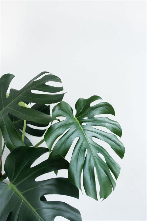 Minimalist Plant Wallpapers - Top Free Minimalist Plant Backgrounds - WallpaperAccess