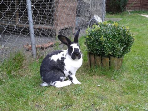 Breeds Rabbit: Giant Papillon Rabbit